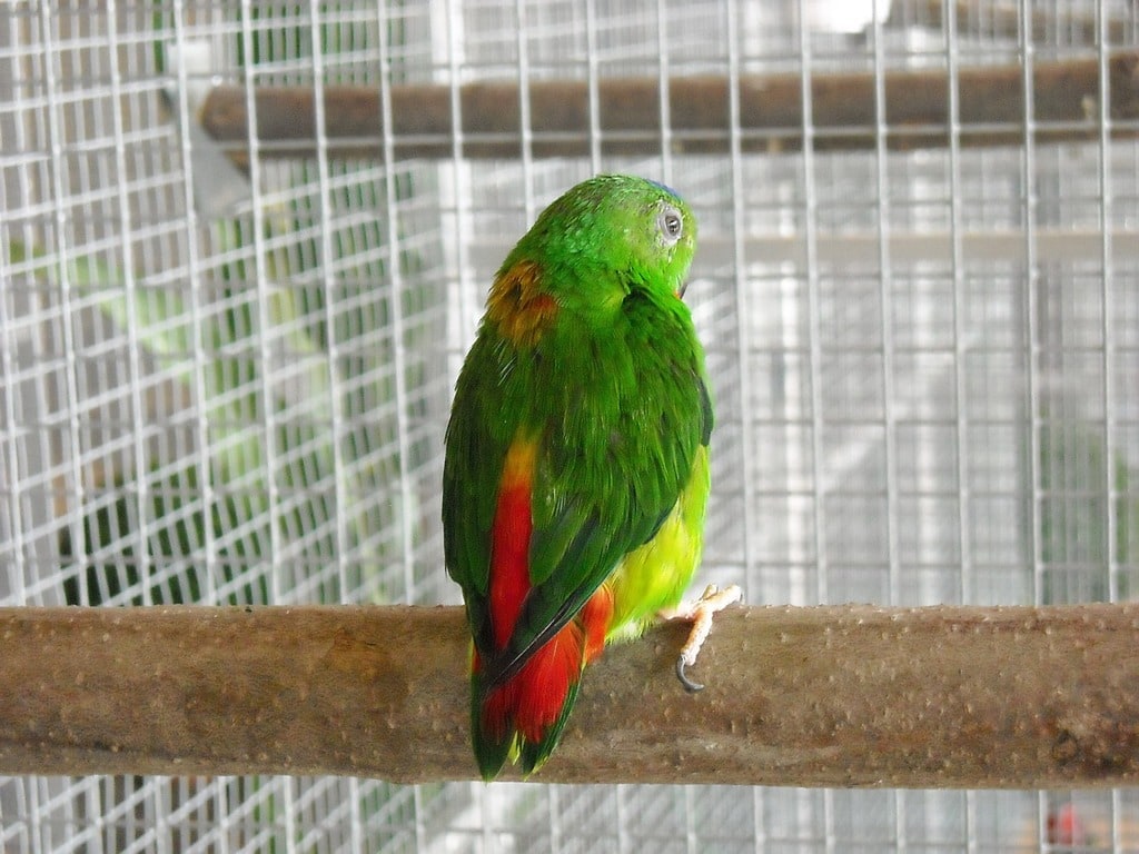Tout ce qu&rsquo;il faut savoir sur la vermifugation des oiseaux de cage
